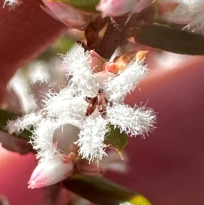 Leucopogon ericoides at Budderoo, NSW - 6 Sep 2024 by lbradley