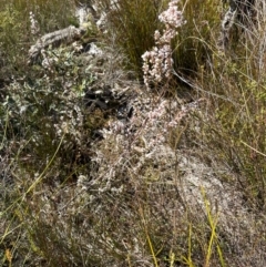 Styphelia ericoides at Budderoo, NSW - 6 Sep 2024