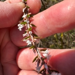 Styphelia ericoides at Budderoo, NSW - 6 Sep 2024 11:34 AM