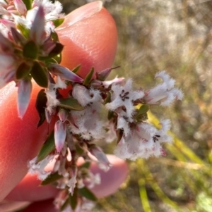 Styphelia ericoides at Budderoo, NSW - 6 Sep 2024