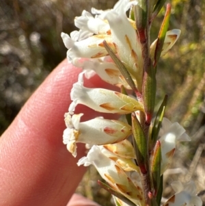 Epacris obtusifolia at Budderoo, NSW - 6 Sep 2024