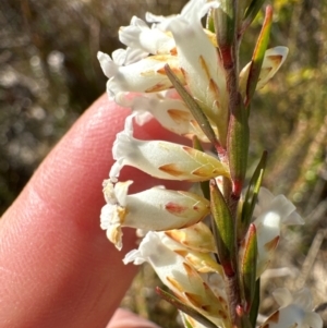 Epacris obtusifolia at Budderoo, NSW - 6 Sep 2024 11:42 AM