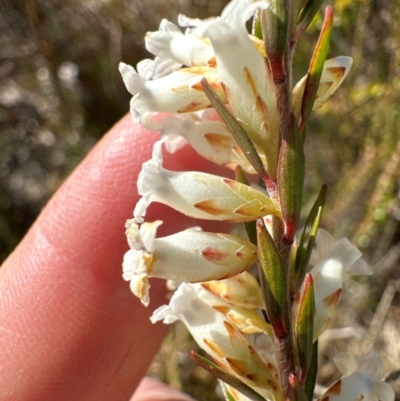 Epacris obtusifolia (Blunt-leaf Heath) at Budderoo, NSW - 6 Sep 2024 by lbradley