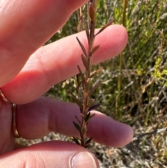 Epacris obtusifolia at Budderoo, NSW - 6 Sep 2024