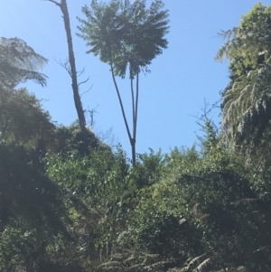 Polyscias murrayi at Murrah, NSW - 6 Sep 2024