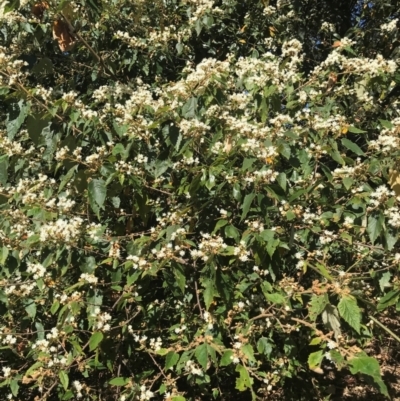 Androcalva rossii (brush kurrajong, blackfellows' hemp) at Murrah, NSW - 6 Sep 2024 by ludomcferran