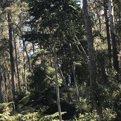 Polyscias murrayi (Pencil Cedar) at Murrah, NSW - 6 Sep 2024 by ludomcferran