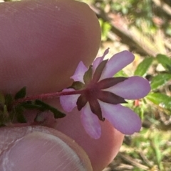 Bauera rubioides (Wiry Bauera) at Budderoo, NSW - 6 Sep 2024 by lbradley