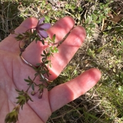 Bauera rubioides at Budderoo, NSW - 6 Sep 2024