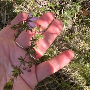 Bauera rubioides at Budderoo, NSW - 6 Sep 2024