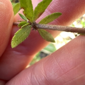 Bauera rubioides at Budderoo, NSW - 6 Sep 2024