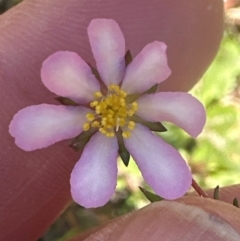 Bauera rubioides at Budderoo, NSW - 6 Sep 2024 11:55 AM