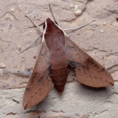 Hippotion scrofa (Coprosma Hawk Moth) at Harrison, ACT - 5 Sep 2024 by DPRees125