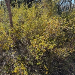 Bossiaea kiamensis at Budderoo, NSW - 6 Sep 2024