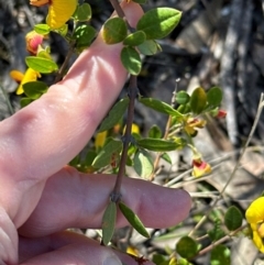 Bossiaea kiamensis at Budderoo, NSW - 6 Sep 2024