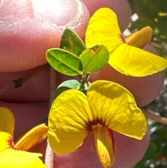 Bossiaea kiamensis at Budderoo, NSW - 6 Sep 2024