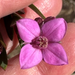 Boronia barkeriana at Budderoo, NSW - 6 Sep 2024 12:12 PM