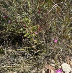 Boronia barkeriana at Budderoo, NSW - 6 Sep 2024