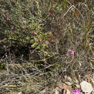 Boronia barkeriana at Budderoo, NSW - 6 Sep 2024