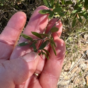 Boronia barkeriana at Budderoo, NSW - 6 Sep 2024