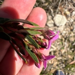 Boronia barkeriana at Budderoo, NSW - 6 Sep 2024 12:12 PM