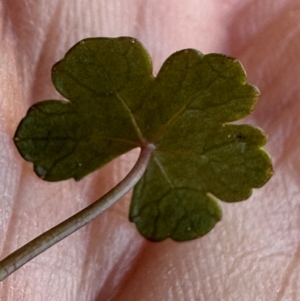 Hydrocotyle sibthorpioides at Budderoo, NSW - 6 Sep 2024