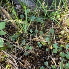 Hydrocotyle sibthorpioides at Budderoo, NSW - 6 Sep 2024