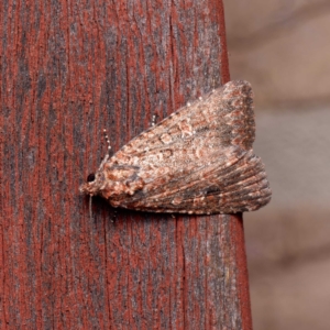 Hypoperigea tonsa at Harrison, ACT - suppressed