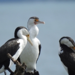 Phalacrocorax varius (Pied Cormorant) at Cleveland, QLD - 20 Aug 2024 by Gaylesp8