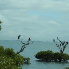 Phalacrocorax varius at Cleveland, QLD - 20 Aug 2024