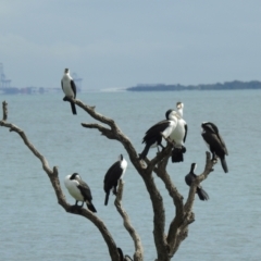 Phalacrocorax varius at Cleveland, QLD - 20 Aug 2024 10:09 AM