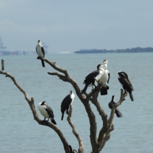 Phalacrocorax varius at Cleveland, QLD - 20 Aug 2024