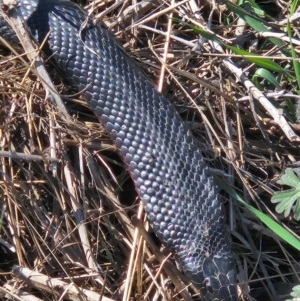 Pseudechis porphyriacus at Denman Prospect, ACT - 6 Sep 2024