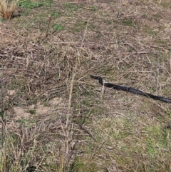 Pseudechis porphyriacus at Denman Prospect, ACT - 6 Sep 2024