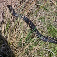 Pseudechis porphyriacus at Denman Prospect, ACT - 6 Sep 2024