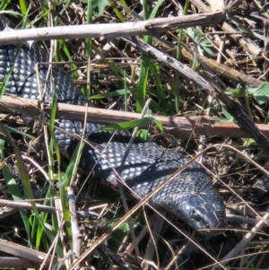 Pseudechis porphyriacus at Denman Prospect, ACT - 6 Sep 2024