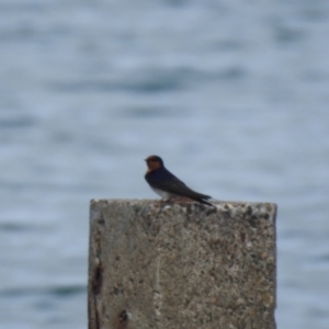 Hirundo neoxena at Cleveland, QLD - 20 Aug 2024