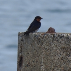 Hirundo neoxena at Cleveland, QLD - 20 Aug 2024 10:14 AM