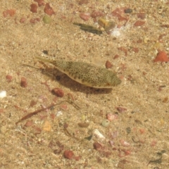 Unverified Fish at Wellington Point, QLD - 20 Aug 2024 by Gaylesp8