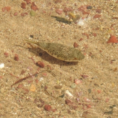 Unidentified Fish at Wellington Point, QLD - 20 Aug 2024 by Gaylesp8