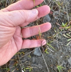 Senecio madagascariensis at Budderoo, NSW - 6 Sep 2024 12:40 PM