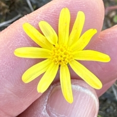 Senecio madagascariensis at Budderoo, NSW - 6 Sep 2024 12:40 PM