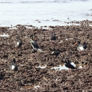 Haematopus longirostris at Wellington Point, QLD - 20 Aug 2024