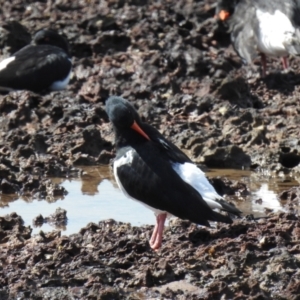 Haematopus longirostris at Wellington Point, QLD - 20 Aug 2024