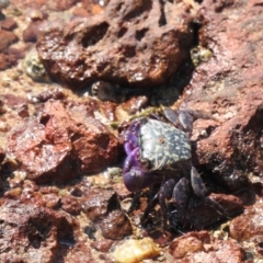 Unidentified Crab at Wellington Point, QLD - 20 Aug 2024 by Gaylesp8