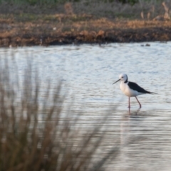 Himantopus leucocephalus (Pied Stilt) at Fyshwick, ACT - 6 Sep 2024 by rawshorty