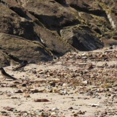 Petrochelidon nigricans (Tree Martin) at Wellington Point, QLD - 20 Aug 2024 by Gaylesp8