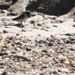 Petrochelidon nigricans at Wellington Point, QLD - 20 Aug 2024