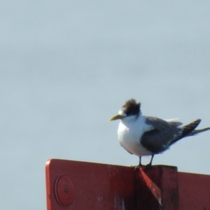 Thalasseus bergii at Wellington Point, QLD - 20 Aug 2024