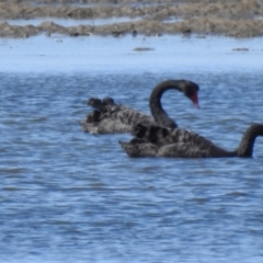 Cygnus atratus (Black Swan) at Lota, QLD - 20 Aug 2024 by Gaylesp8